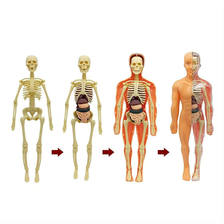 Jigsaw human Body Organ Model Toy Science Kit