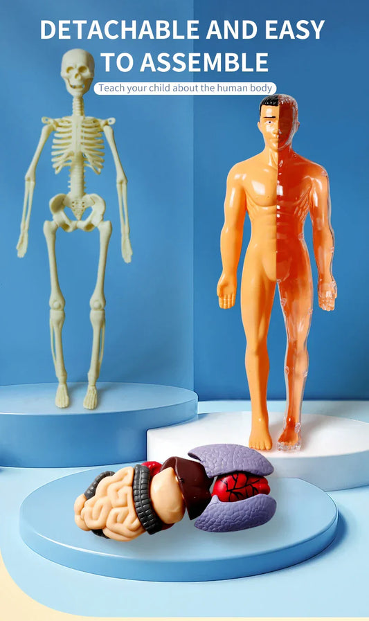 Jigsaw human Body Organ Model Toy Science Kit